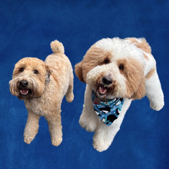 Best Bromance- Frankie & Charlie- one distracts you while the other steals the treats.
