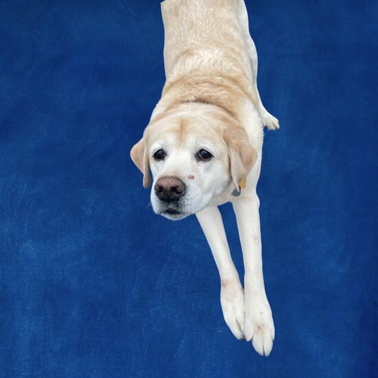 Henry- Most Likely to Have an Emotional Support Human