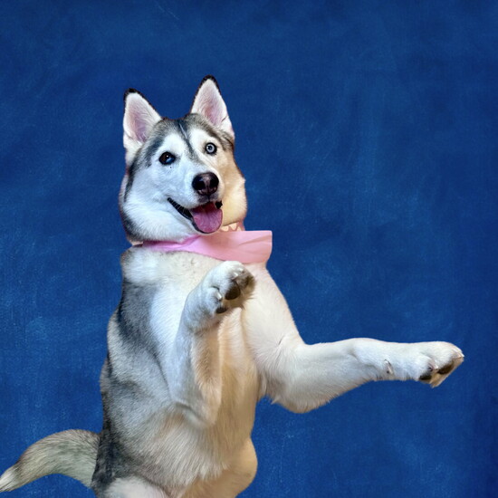 Most Likely to Be Found at Happy Hour- Freya, who greets every human like a long lost soulmate. 