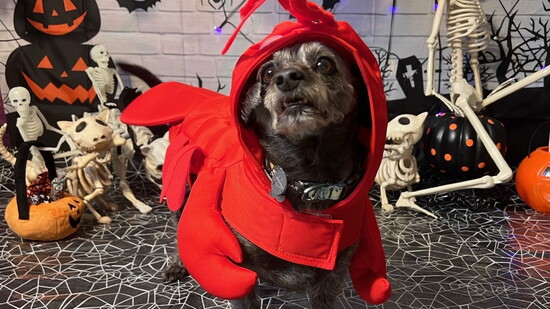 Jackson- Most likely to steal your thunder on Zoom calls.