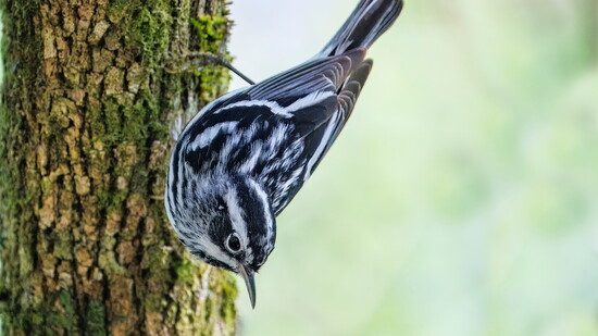 Smithsonian Bird Friendly® certified organic coffee helps birds you can spot around Leesburg, like the black-and-white warbler. Photo: Amy/stock.adobe.com