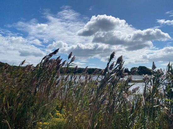 The Barn Island Wildlife Management Area in Stonington provides shoreline hiking trails. 