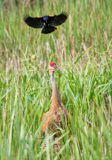 Redwing doesn't care how big you are: Sandhill Crane is in the Redwing's territory.