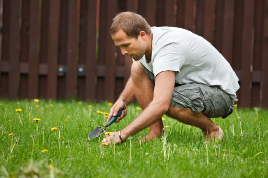 Using pre-emergents can help keep your lawn free of weeds.