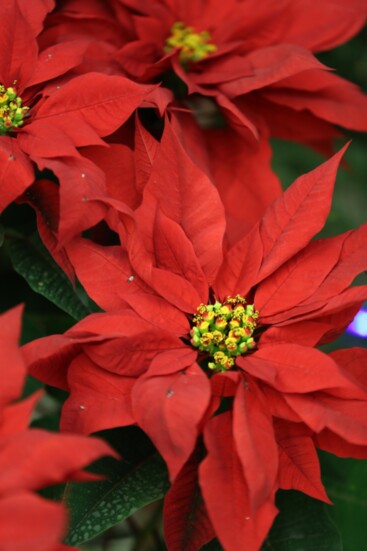 Poinsettias make a perfect decor piece or hostess gift. 