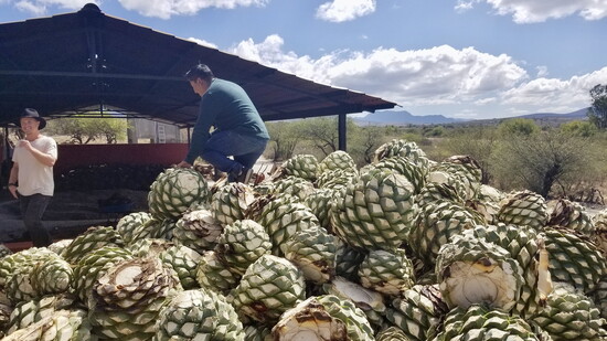 Harvesting the piña