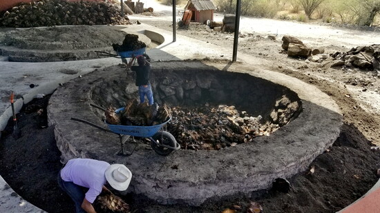 Preparing an earthen oven to cook the agave