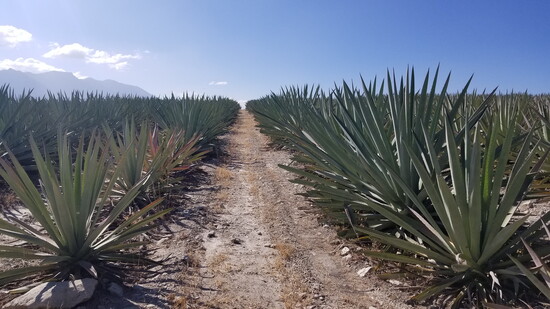 Agave fields in Mexico
