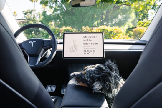 Leave the pup in the car without worry of overheating! 