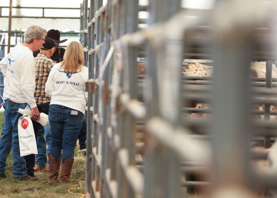 Longhorn ranchers peruse the sale tent to view the Longhorn varieties - Photo by Bailey Lamar