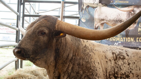Texas Treasure Sale brings top bloodlines of the Texas Longhorn breed - Photo by Brent Ryan Burgess