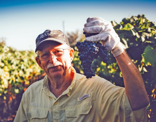 Dr. Bob Young, owner of Bending Branch Winery, in the vineyard harvesting his Tannat grapes. (Photo Credit: Bending Branch Winery)