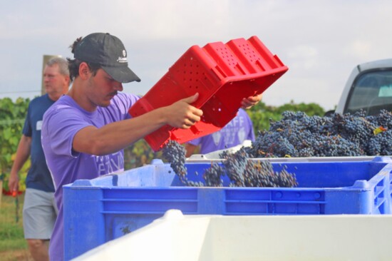 Harvesting black Spanish grapes at Messing Hof Winery's estate vineyard in Bryan. (Photo Credit: Messina Hof Winery)