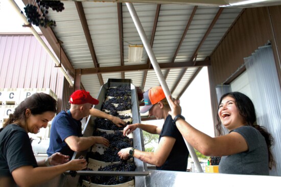 Harvested Tempranillo grapes are sorted as they are fed into the crusher at Pedernales Cellars near Fredericksburg. (Photo Credit: Pedernales Cellars)