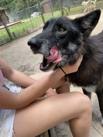 Kid is a mid-content and is 64% grey wolf.