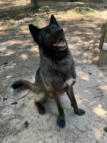 Denali is one of three ambassadors for Texas Wolfdog Project. 