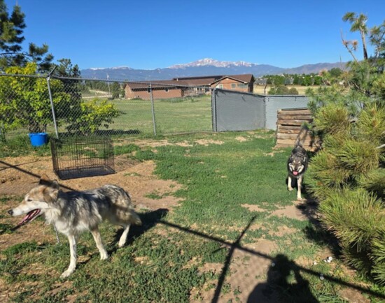 Lucky Pax found his forever home in the Colorado mountains!