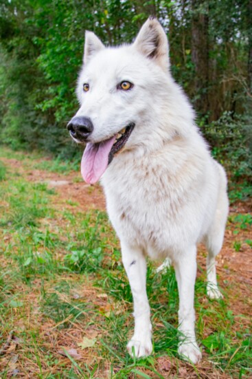 Schedule a tour and meet Athena, one of these wonderful creatures