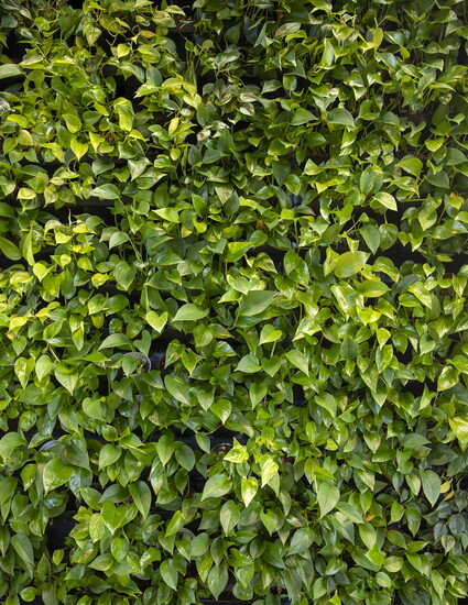 1,700-plant living wall located inside the dining pavilion. 