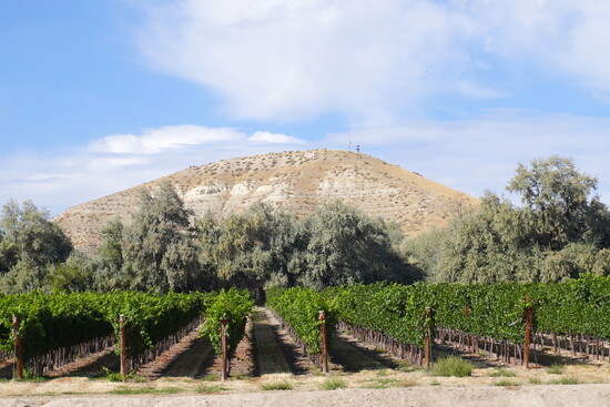 Koenig Vineyards
