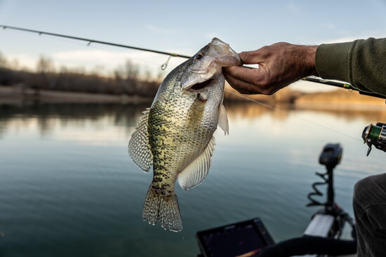 A white crappie is lifted from the water during a quiet day of fishing, reflecting the Lake Conroe summer pattern Loren Goodrich describes.
