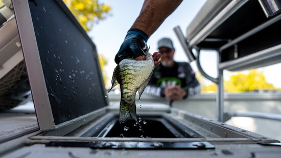 A fresh crappie is pulled aboard, offering a close look at the summer fishing Goodrich describes on Lake Conroe.