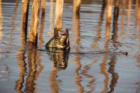 A crappie surfaces among standing timber, the kind of structure that can hold fish during warmer Lake Conroe days.