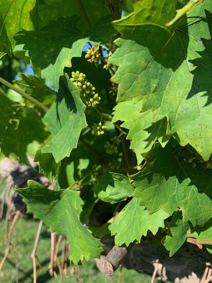 Norton vines at Century Farm Winery.