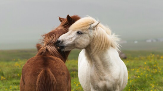 Icelandic white and red horses