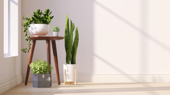 The rich green goodness of these plants make a statement in any room. 
