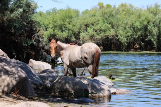 Spot wild horses while tubing down the Salt River. 