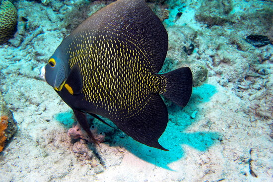 French Angelfish