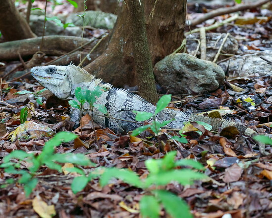 Black Spiny-tailed Iguana on Half-moon Caye
