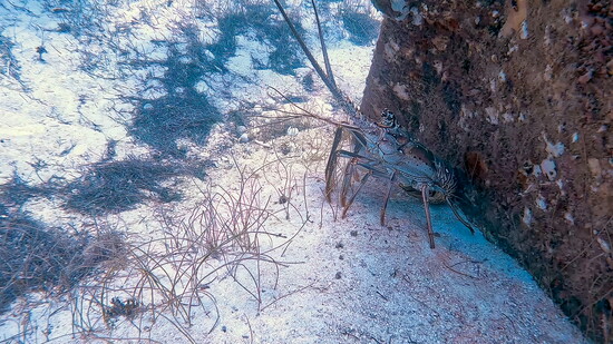 Lobster