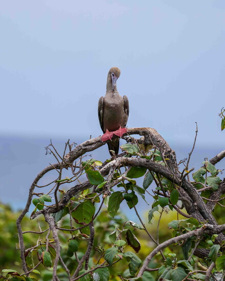 Red-footed Booby