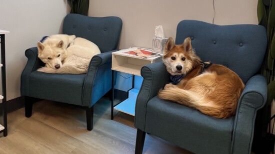 Buffalo Spine and Sport's mascots: Luke and Goose
