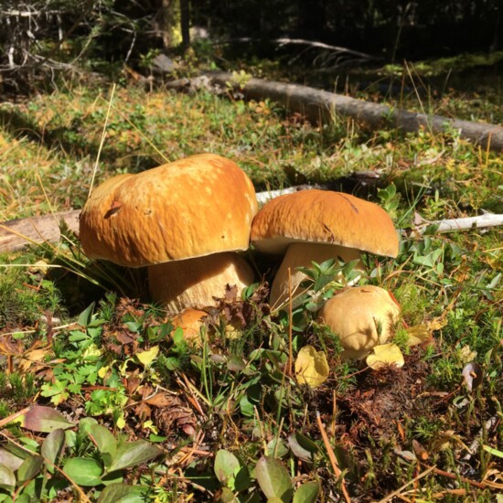 A grouping of Boletus edulis (aka King Bolete, Porcini, or Cepes) found during SIMA's 2016 Fall Foray in McCall.