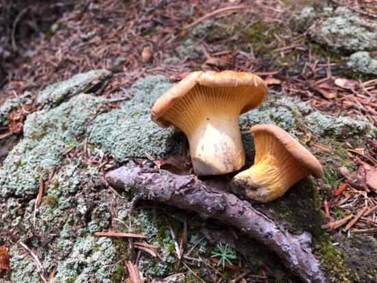 Chanterelle buttons (Cantharellus roseocanus) arranged on a lichen-covered rock. 