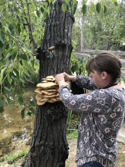 Krista Willmorth (also known as the FunGal Forager) inspects a stack of edible spring oyster mushrooms (Pleurotus sp.) on a tree near the Boise River.