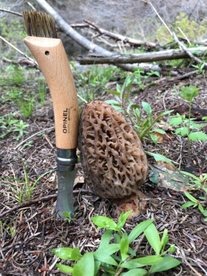 Morel mushrooms (Morchella sp.) are a choice edible which are often found at SIMA's Spring Forays. 