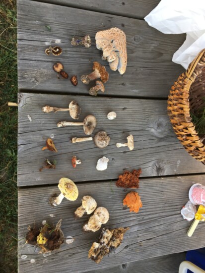 An array of summer mushrooms species awaiting identification, collected during SIMA's one-day foray in McCall in July of 2022. 