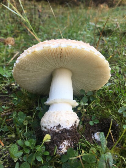 Amanita displaying common features of the genus: light gills, white spores, a "skirt" of tissue on the stem, and a bulbous structure at the base: "volva." 