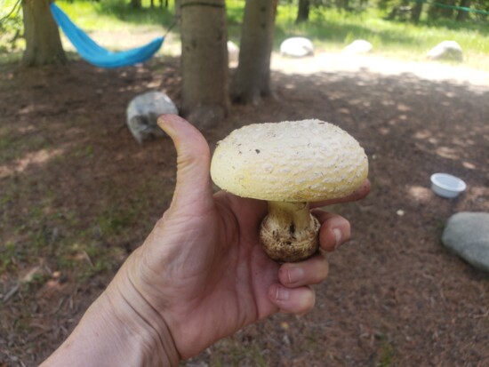 Yellow Amanita found near Murdock Campground.