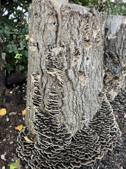 Turkey tail mushrooms (Trametes versicolor)