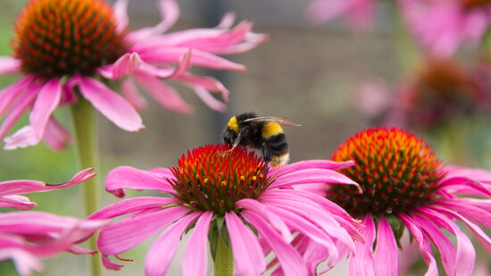 Coneflower