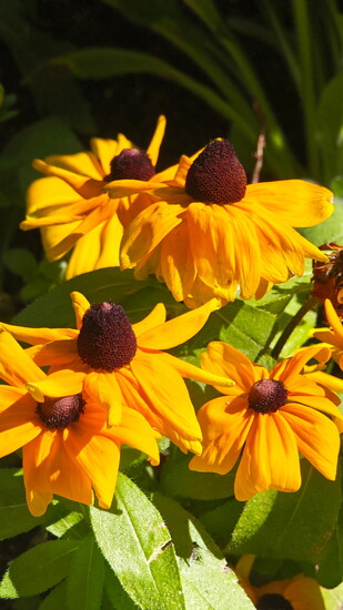 Black-eyed Susan