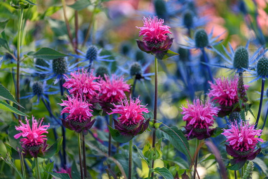 Bee balm