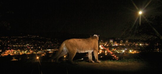 Photo Credit: Steve Winter & National Geographic