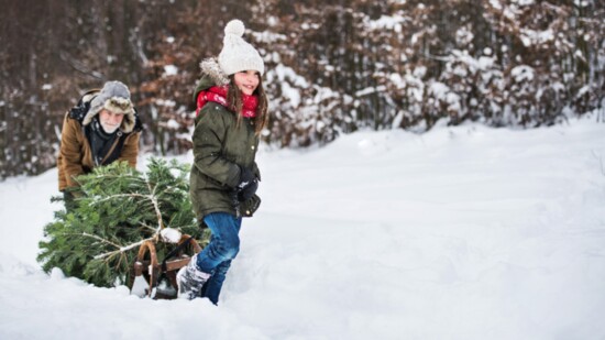 For some families, a trip to the forest to cut a Christmas tree is a cherished tradition. 