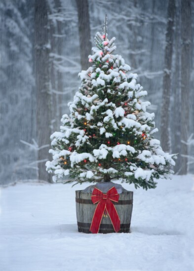 For some, a live potted evergreen is the perfect Christmas tree that can be planted in the spring. 